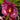 Flowering select Sarcochilus CC25/216