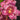 Flowering select Sarcochilus CC25/225