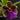 Flowering select Zygopetalum CC25/238