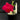 Flowering select Cattleya CC25/246