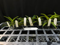 Flowering Sarcochilus Orchid Pack FST/003