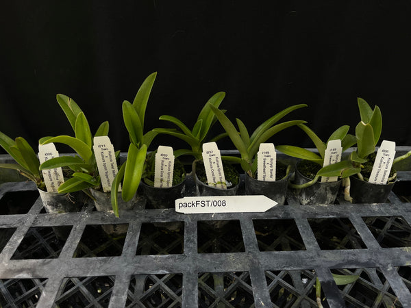 Sarcochilus Orchid Pack FST/008