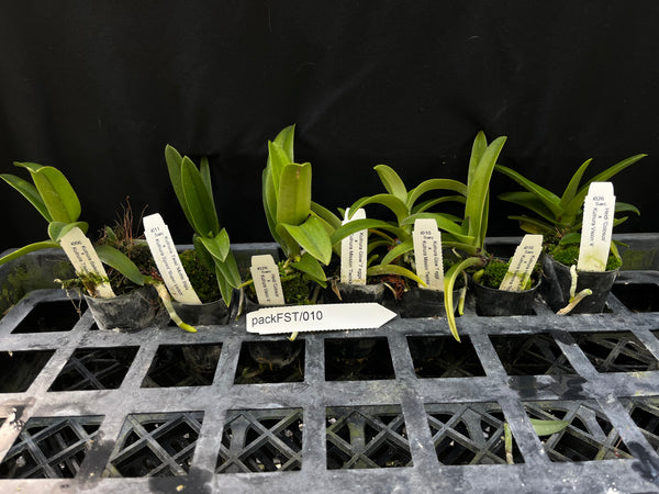Sarcochilus Orchid Pack FST/010