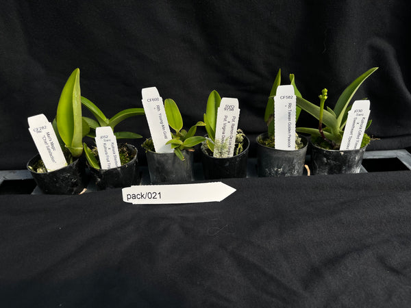 Orchid Seedling pack 021