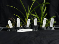 Orchid Seedling pack 022