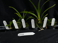 Orchid Seedling pack 028