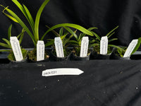 Orchid Seedling pack 031