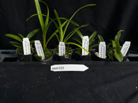 Orchid Seedling pack 033