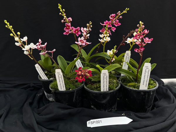 Flowering Sarcochilus Orchid Pack 001