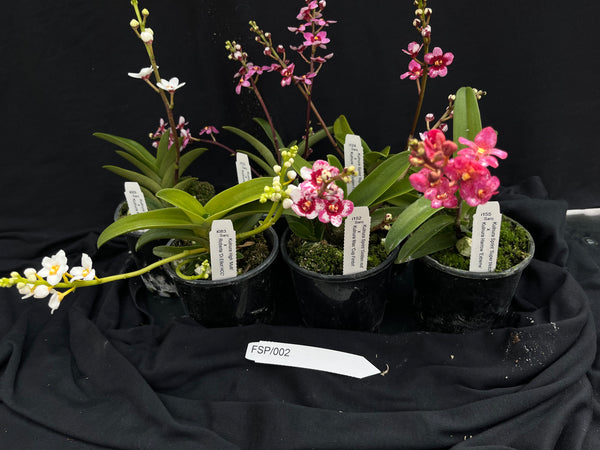 Flowering Sarcochilus Orchid Pack 002