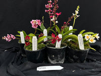 Flowering Sarcochilus Orchid Pack 005