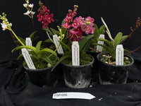 Flowering Sarcochilus Orchid Pack 006