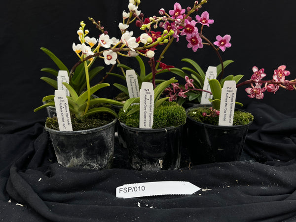 Flowering Sarcochilus Orchid Pack 010