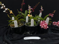 Flowering Sarcochilus Orchid Pack 011