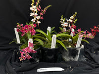 Flowering Sarcochilus Orchid Pack 015