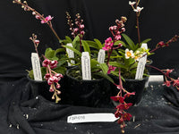Flowering Sarcochilus Orchid Pack 016