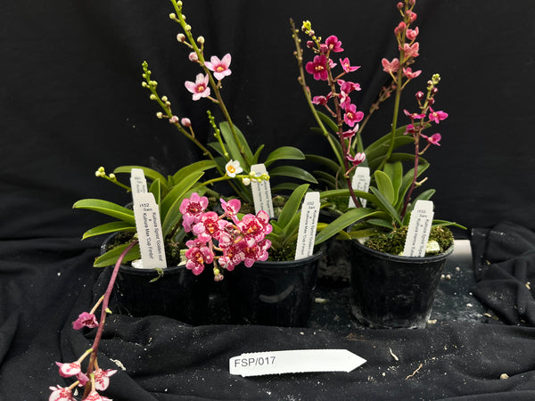 Flowering Sarcochilus Orchid Pack 017