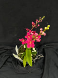 Flowering select Sarcochilus SP23/006