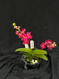 Flowering select Sarcochilus SP23/006