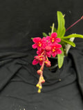 Flowering select Sarcochilus SP23/007