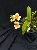 Flowering select Sarcochilus SP23/008