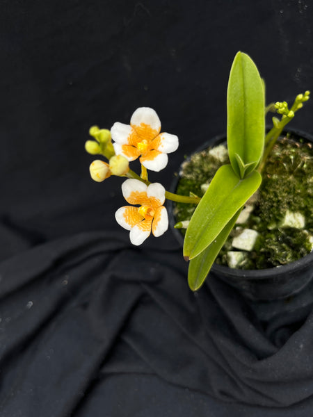 Flowering select Sarcochilus SP23/008