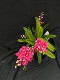 Flowering select Sarcochilus SP23/012
