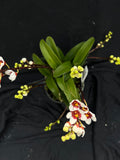Flowering select Sarcochilus SP23/013