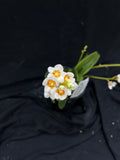 Flowering select Sarcochilus SP23/015