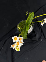 Flowering select Sarcochilus SP23/015