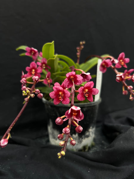 Flowering select Sarcochilus SP23/016