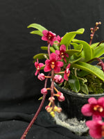 Flowering select Sarcochilus SP23/016