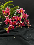 Flowering select Sarcochilus SP23/018