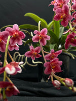 Flowering select Sarcochilus SP23/018