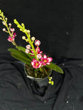 Flowering select Sarcochilus SP23/020