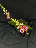Flowering select Sarcochilus SP23/020
