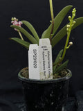 Flowering select Sarcochilus SP23/020