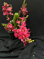 Flowering select Sarcochilus SP23/021