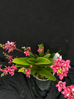 Flowering select Sarcochilus SP23/021