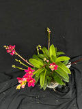 Flowering select Sarcochilus SP23/022