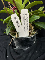 Flowering select Sarcochilus SP23/022