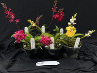 Flowering Sarcochilus Orchid Pack 021