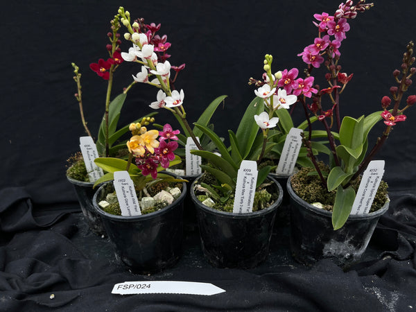 Flowering Sarcochilus Orchid Pack 024