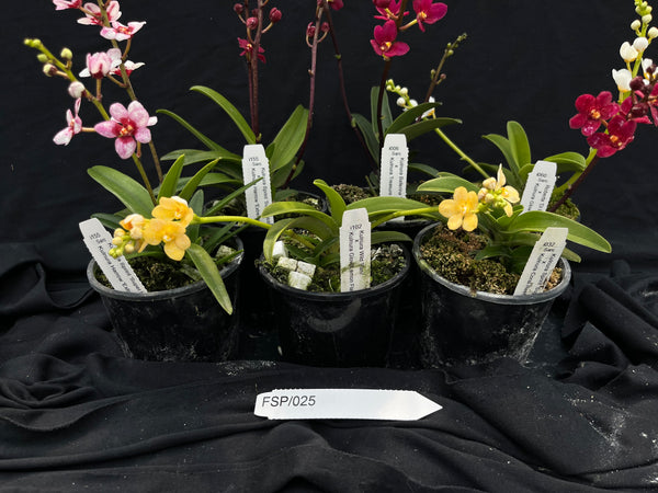 Flowering Sarcochilus Orchid Pack 025