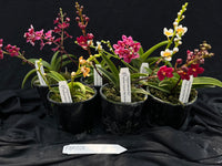 Flowering Sarcochilus Orchid Pack 026