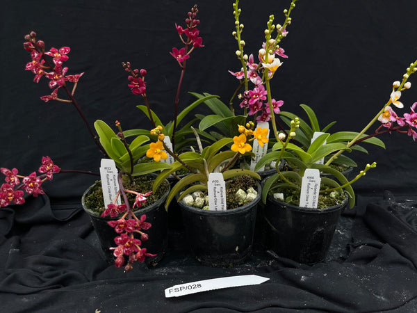 Flowering Sarcochilus Orchid Pack 028