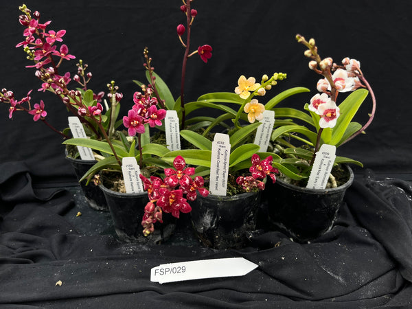 Flowering Sarcochilus Orchid Pack 029