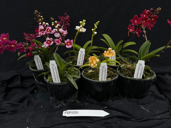 Flowering Sarcochilus Orchid Pack 030
