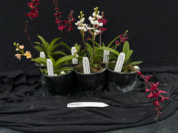 Flowering Sarcochilus Orchid Pack 031