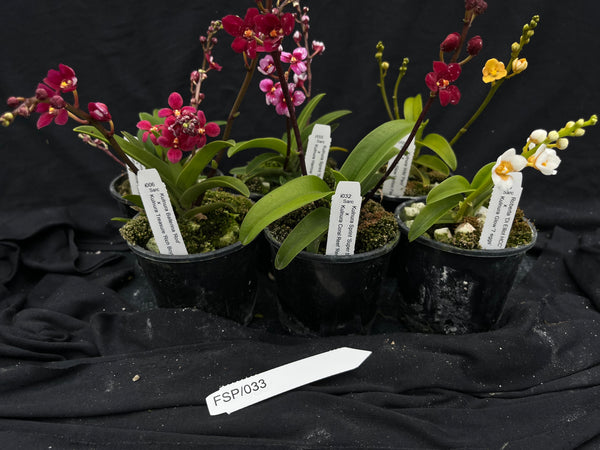 Flowering Sarcochilus Orchid Pack 033